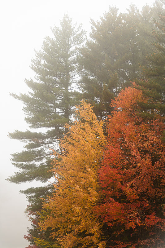 Color in the Fog