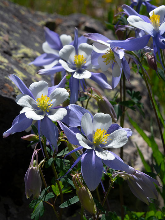 Colorado Blue Columbine Flowers - B