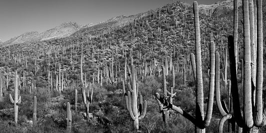 Rattlesnake Canyon - Panorama