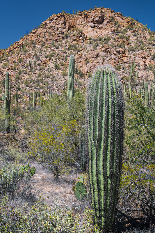 Portait of a Young Saguaro Cactus