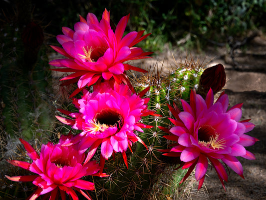 Argentine Giant Cactus