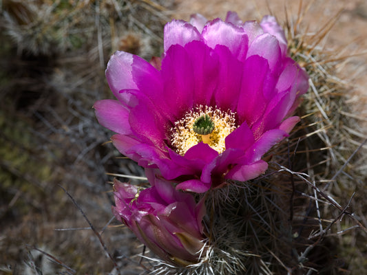 Englemann's Hedgehog Cactus Blossom