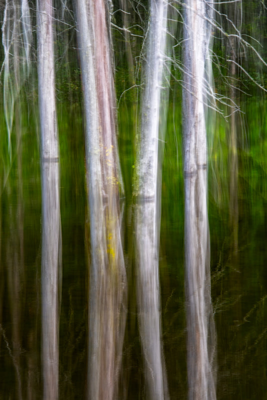 Zealand Pond - ICM