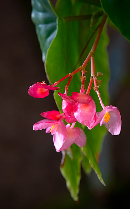 Begonia Blossoms - Tall Panel