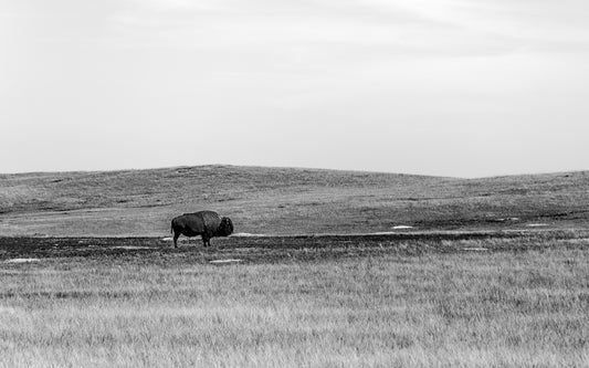 Badlands Bison