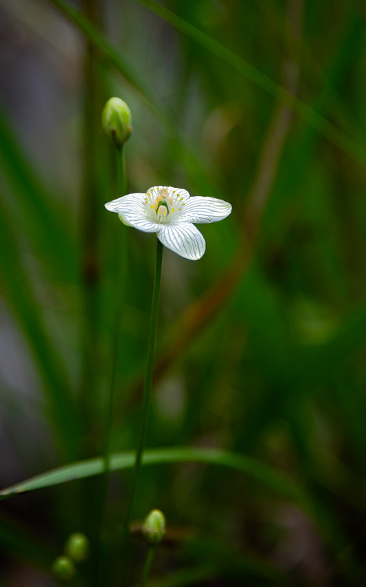 Bog Star - Tall Panel