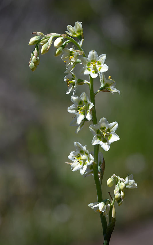 Elegant Death Camas - Tall Panel