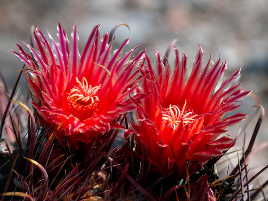 Fish Hook Barrel Cactus Blossoms