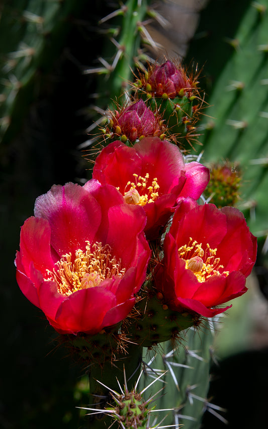 Red Prickly Pear - Tall Panel