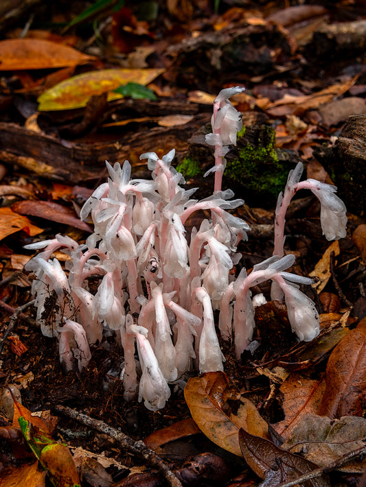 Ghost Pipes