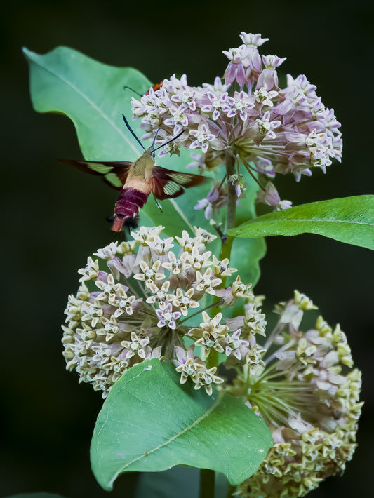 Hummingbird Moth