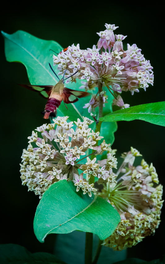 Hummingbird Moth & Milkweed - Tall Panel