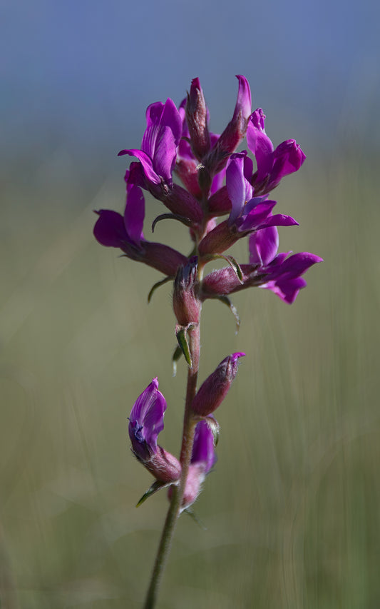 Locoweed - A - Tall Panel