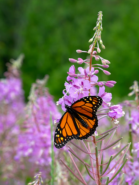 Monarch Butterfly on Fireweed