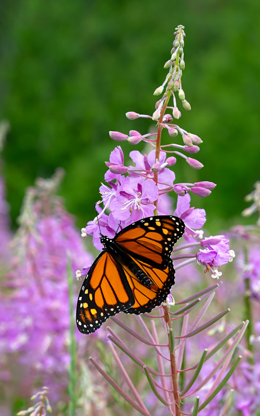 Monarch on Fireweed - Tall Panel