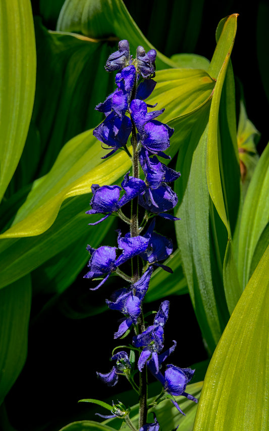 Monkshood - Tall Panel