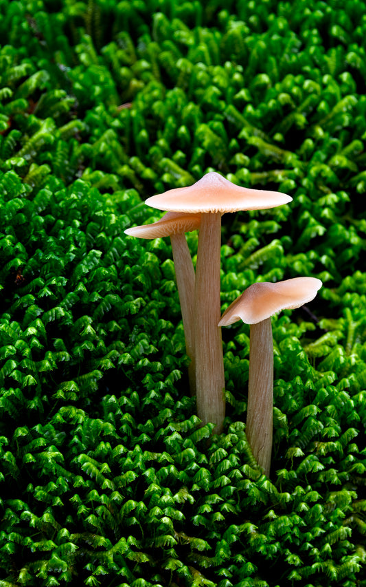 Moss Mushrooms - Tall Panel