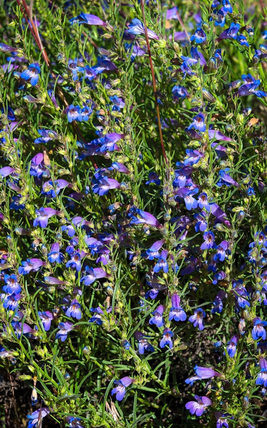 Narrow-leaf Penstemon - Tall Panel