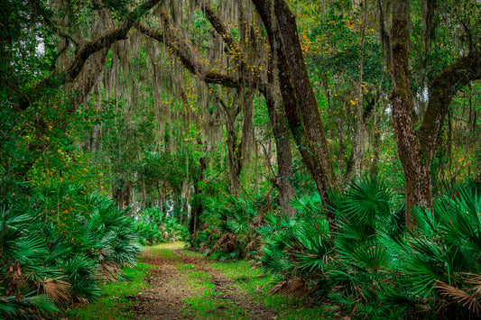 Old Hammock Road