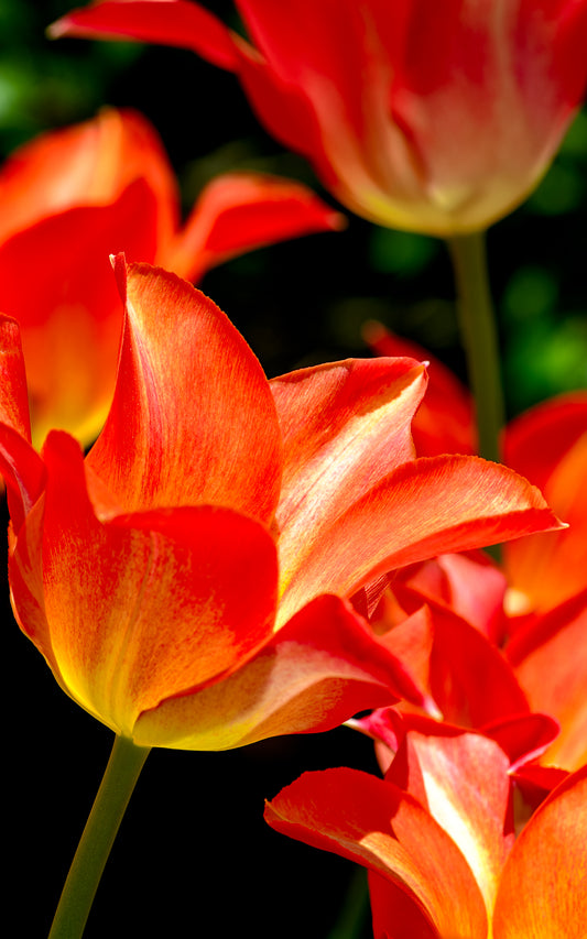 Orange Tulips - Tall Panel