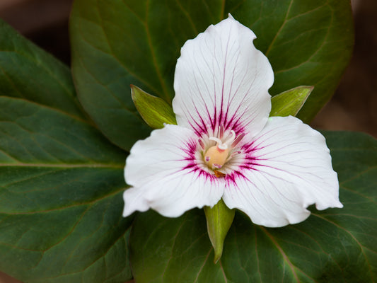 Painted Trillium