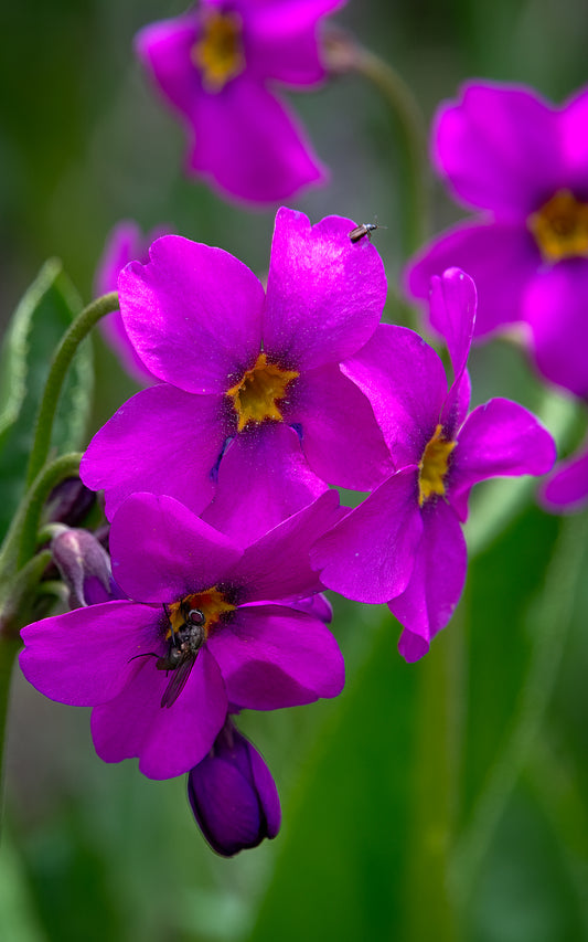 Parry's Primrose - B - Tall Panel