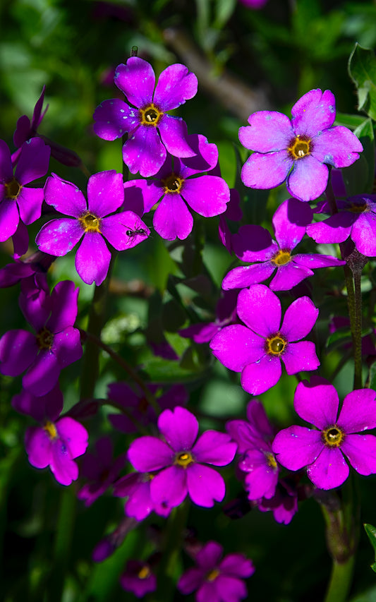 Parry's Primrose  - A - Tall Panel