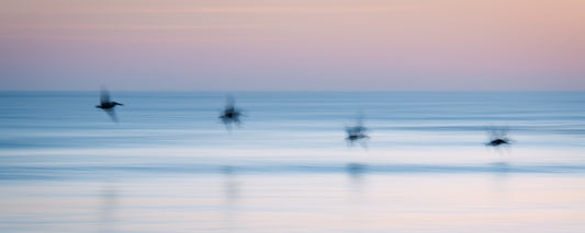 Pelicans in Pink and Blue