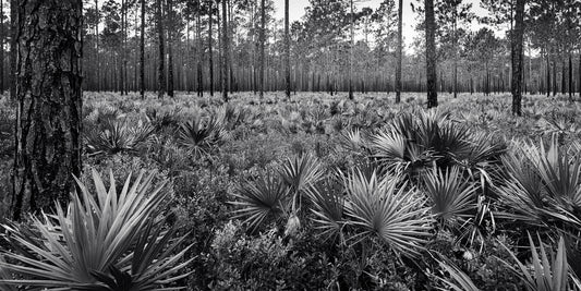 Pines in Palmetto - Black and White