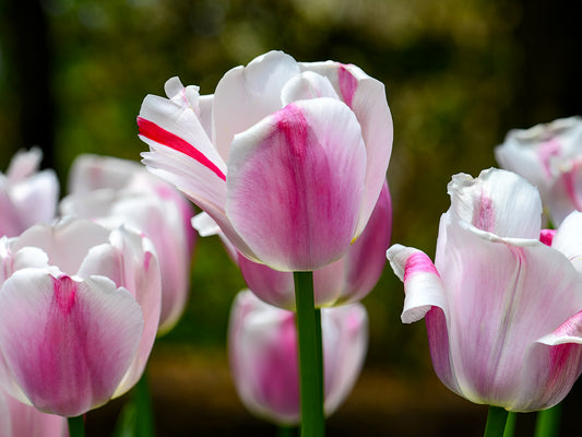 Pink Tulips