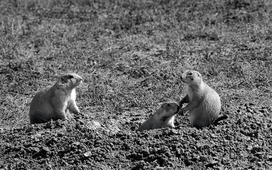 Prairie Dogs