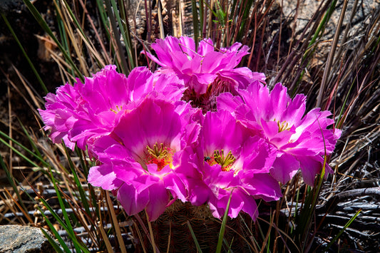 Rainbow Lace Cactus