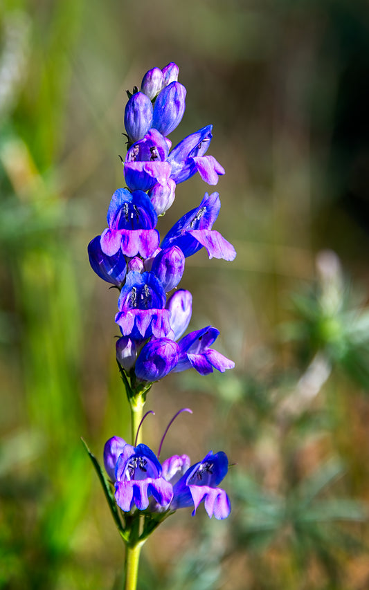 Rocky Mountain Penstemon - A - Tall Panel