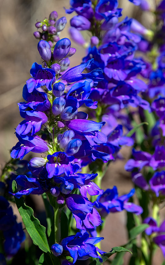 Rocky Mountain Penstemon - B - Tall Panel