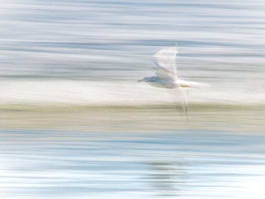 Seagull in Flight