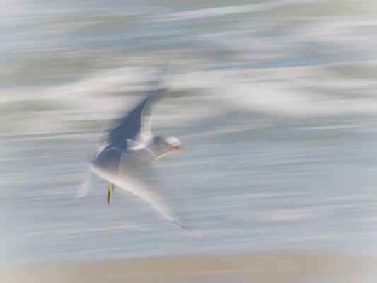 Seagull Landing