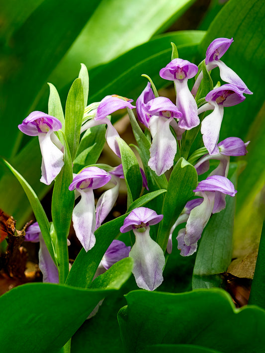 Showy Orchis - portrait