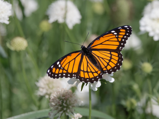 Viceroy Butterfly - horizontal