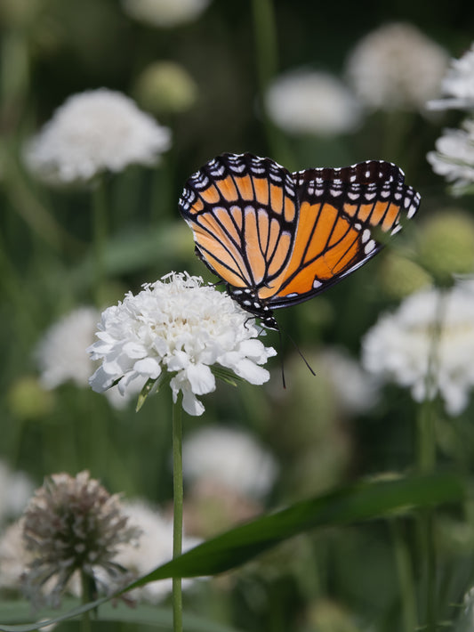 Viceroy Butterfly - vertical