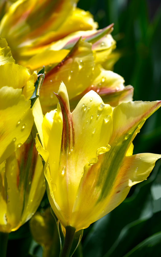 Yellow Tulips - Tall Panel