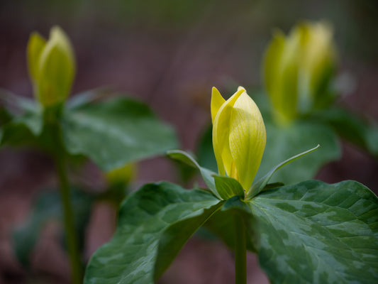 Yellow Trillium